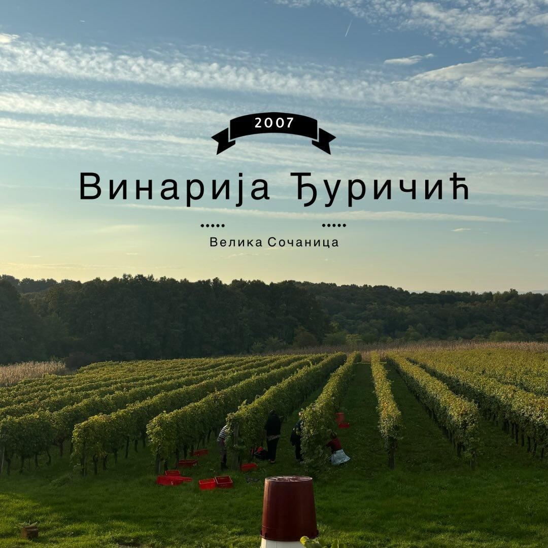 Vinarija Đuričić Logo